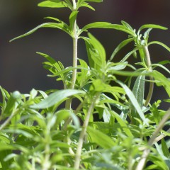 Cząber ogrodowy-Saturcja hortensis
