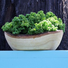 Jarmuż Dwarf Green Curled-Brassica oleracea convar. acephala var. sabellica