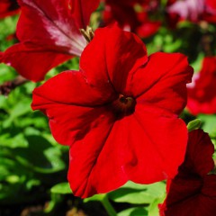 Petunia ogrodowa wielkokwiatowa czerwona-Petunia x hybrida grandiflora