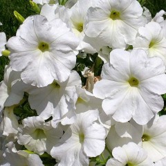 Petunia ogrodowa wielkokwiatowa biała-Petunia x hybrida grandiflora