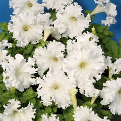Petunia strzępiasta biała-Petunia x hybrida fimbriata