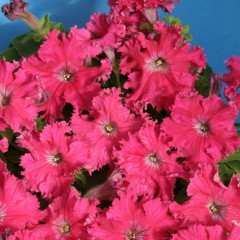 Petunia strzępiasta różowa-Petunia x hybrida fimbriata
