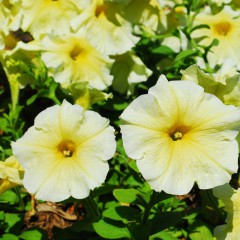 Petunia ogrodowa wielkokwiatowa żółta-Petunia x hybrida grandiflora