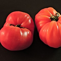 Pomidor Malinowy Ożarowski-Solanum lycopersicum