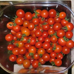 Pomidor Maskotka-Lycopersicon esculentum