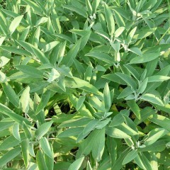 Szałwia lekarska-Salvia officinalis