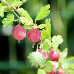 Agrest Hinnonmaki-Ribes uva-crispa 'Hinnonmaki’