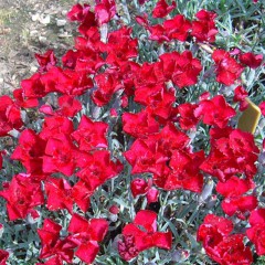 Goździk siny czerwony Rubin-Dianthus gratianopolitanus Rubin