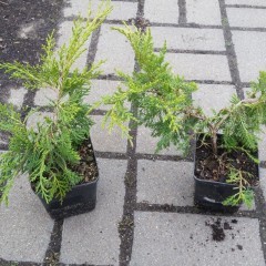 Jałowiec Pfitzera Pfitzeriana Aurea-Juniperus x pfitzeriana