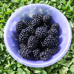 Jeżyna bezkolcowa Black Satin-Rubus fruticosus Black Satin