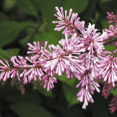 Lilak węgierski-Syringa josikaea