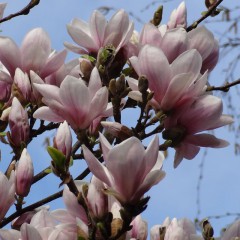 Magnolia loebnera Leonard Messel-Magnolia loebneri Leonard Messel