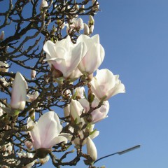 Magnolia loebnera Merrill-Magnolia loebneri Merrill