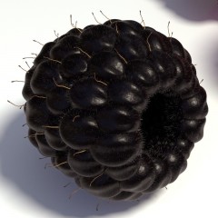 Malina czarna Bristol-Rubus occidentalis ‘Bristol‘