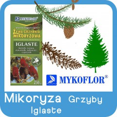 Mikoryza GRZYBY Drzew Iglastych-
