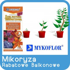 Mikoryza Rośliny Balkonowe i Rabatowe-