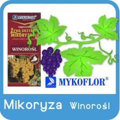 Mikoryza Winorośl-