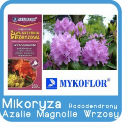 Mikoryza Rododendrony, Azalie, Wrzosy, Magnolie-