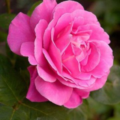 Róża wielkokwiatowa Belle Ange-RosaBelle Ange