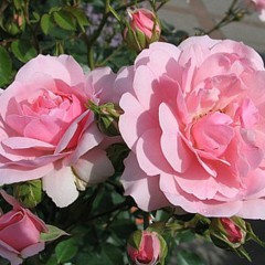 Róża rabatowa Tanal-Rosa Tanal