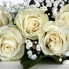 Róża wielkokwiatowa Chopin-Rosa Chopin