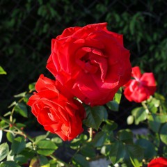 Róża rabatowa Nina Weibul-Rosa Nina Weibul