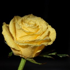 Róża rabatowa Allgold-Rosa Allgold
